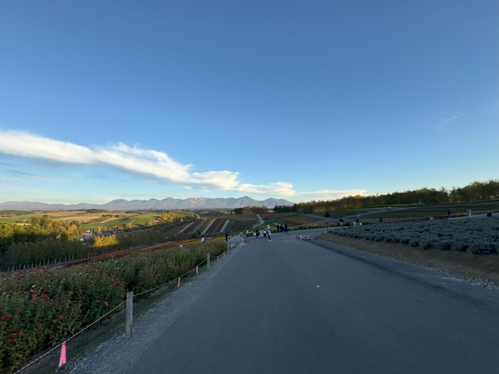 富良野の広がる丘と色とりどりの花畑