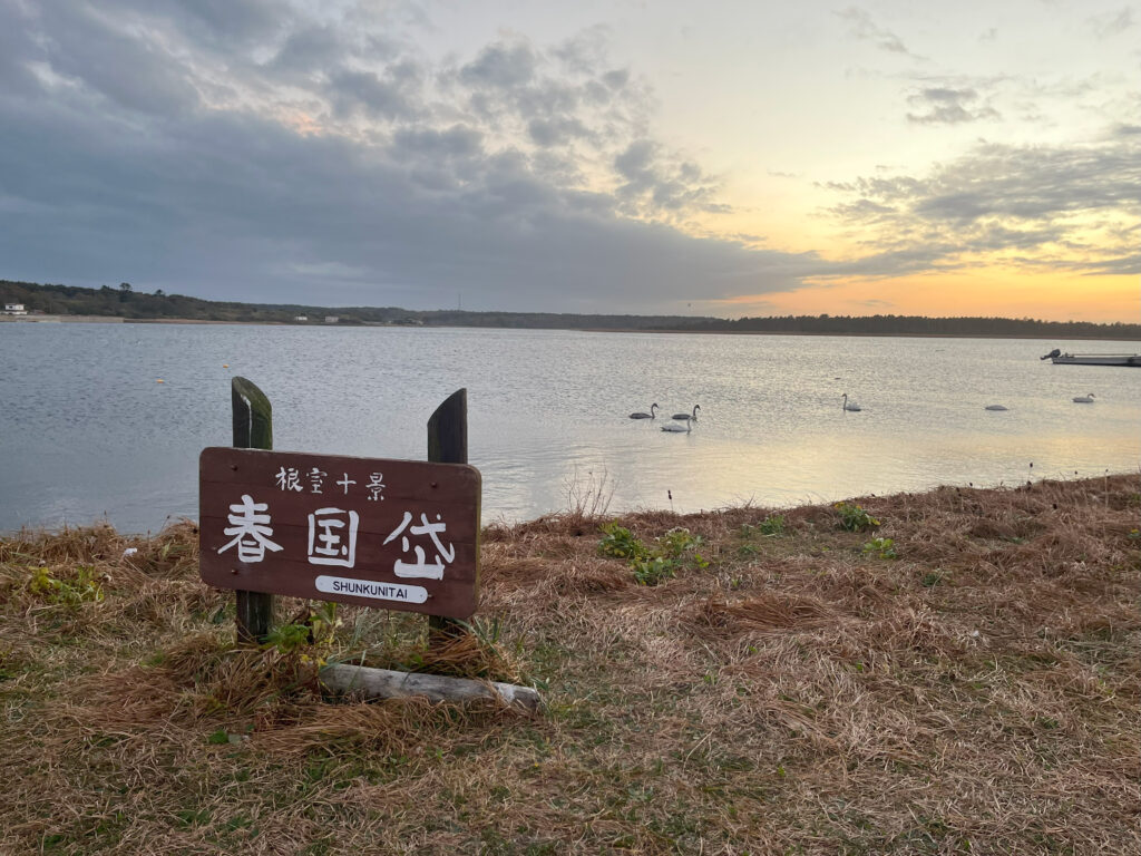 夕暮れ時の春国岱と湖に浮かぶ白鳥の風景