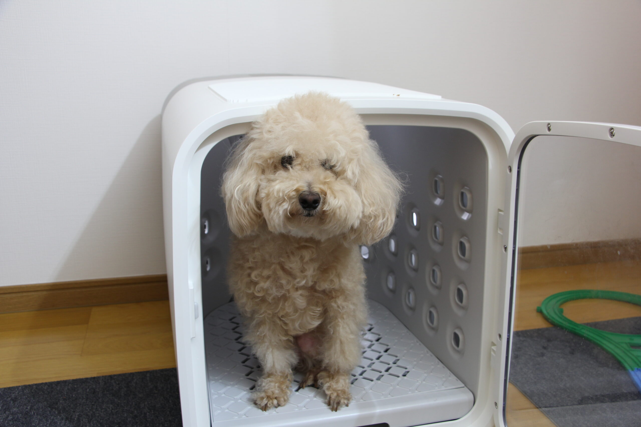 白いペット用ドライルームの中に入っているトイプードル。ドアは開いており、犬はおとなしく座っている