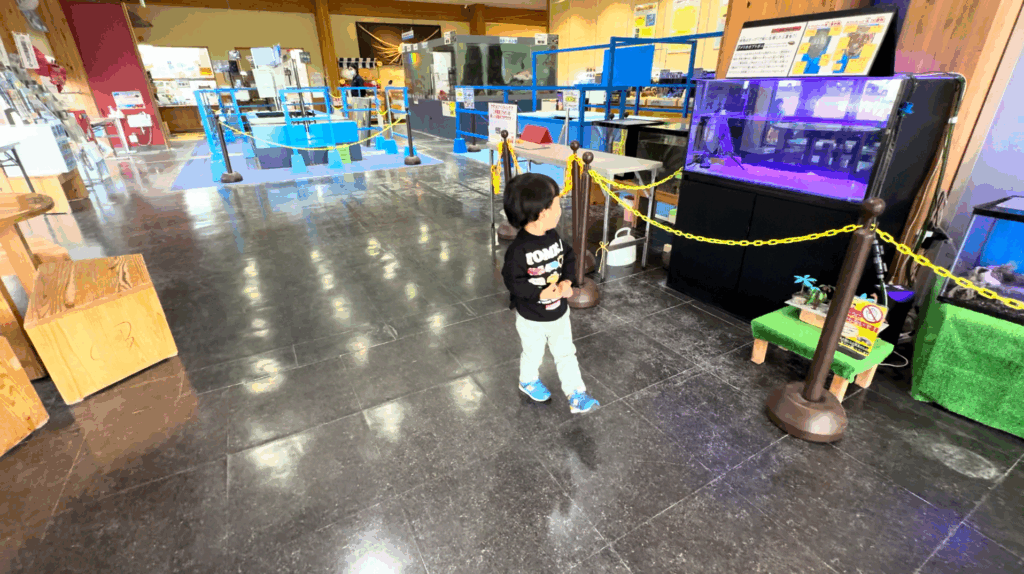 カニっこ館の水槽展示エリアを見学する子ども（鳥取市賀露）